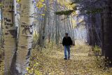 Aspen Grove at 8000Feet