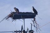 Osprey on pole 2.jpg