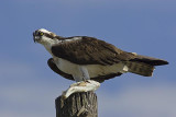 Osprey