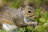 Gray Squirrel II