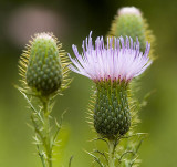 Thistle trinity.jpg