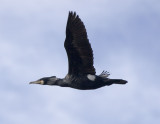 Great Cormorant