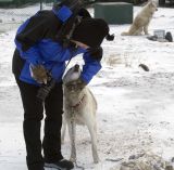 Friendly Sled Dogs