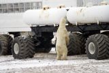 Curious Polar Bear