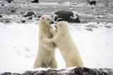 Dancing Polar Bears
