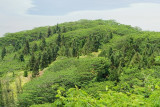 0970 Foliage along Bourayne Bay