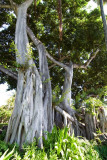 C4848 Banyans at the  Hulihe`e Palace