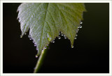 Grape Vine and Dew Drops