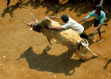 Taming the bull.