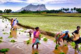 Planting the rice