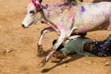 Jallikattu - Taming he bull