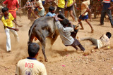 Jallikattu : a risky game !