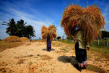 Walking haystacks