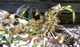 Helleborus Orientalis 2007