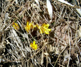 First Crocus of 2007