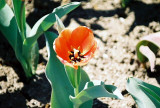 Tulipan Rojo