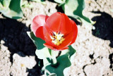 Tulipan Rojo