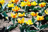 Tulipanes