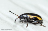 K5G9145-unidentified tiny insect ( 2 mm body lenght).jpg