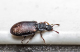 K5G9149-unidentified tiny bug (3 mm body lenght).jpg