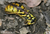 N5694-Sandhills Hornet.jpg