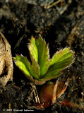 N5744-Strawberry shoots.jpg