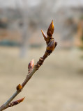 P6012-web.jpg