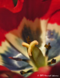 N6168-tulip.jpg