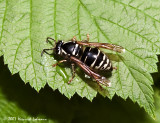 P9342-Baldfaced Hornet.jpg