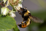 P9380-Red-tailed Bumble Bee.jpg