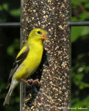 N7497-American Goldfinch.jpg