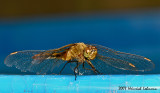 N9802-Dragonfly.jpg