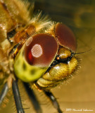 N0168a-Dragonfly.jpg