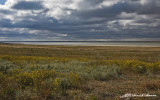 P2007-Saltmarsh.jpg