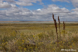 P2074-Saltmarsh.jpg