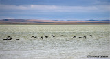 P1930-Saltmarsh.jpg