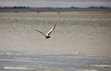 P1953a-Saltmarsh.jpg