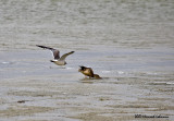 P1970-Saltmarsh.jpg