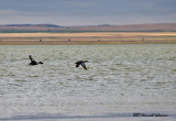 P1987-Saltmarsh.jpg