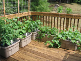 Earthboxes three weeks after planting - now on west side of deck.jpg