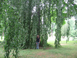 Our daughter and the weeping beech.jpg
