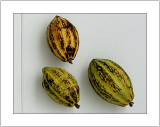 Cocoa Pods