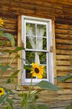 Window Sunflower