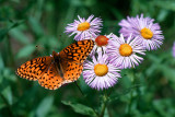 Butterfly on Asters