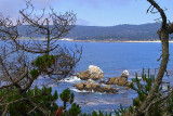 Point Lobos View