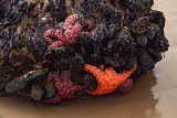 Star Fish on Mussel Covered Boulder