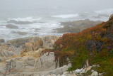 Misty Shoreline