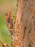 Calotes versicolor