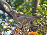 Pale Thrush