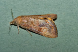 Hypocala subsaturata
